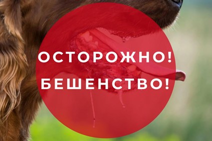 ОСТОРОЖНО, БЕШЕНСТВО!