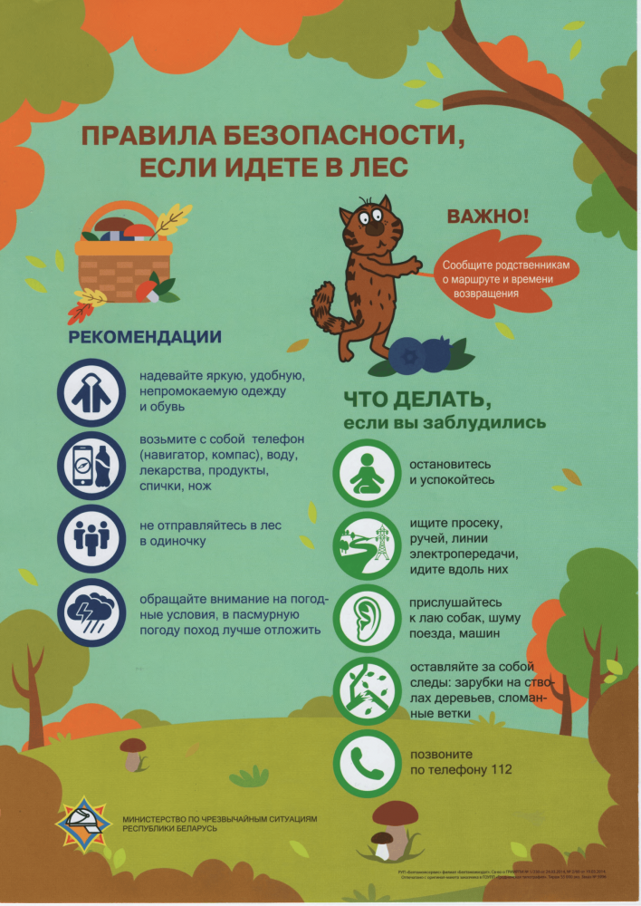 Правила безопасности, если идете в лес